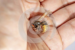 Hornet bites a manÃ¢â¬â¢s hand on a white background